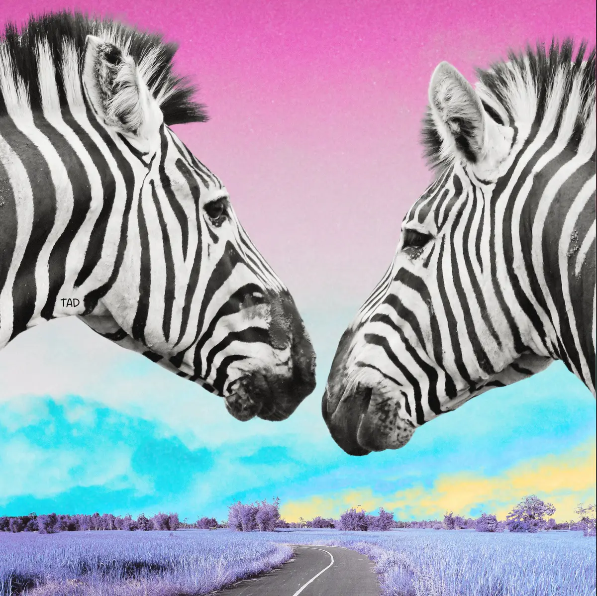 Dreaming Zebras digital art 