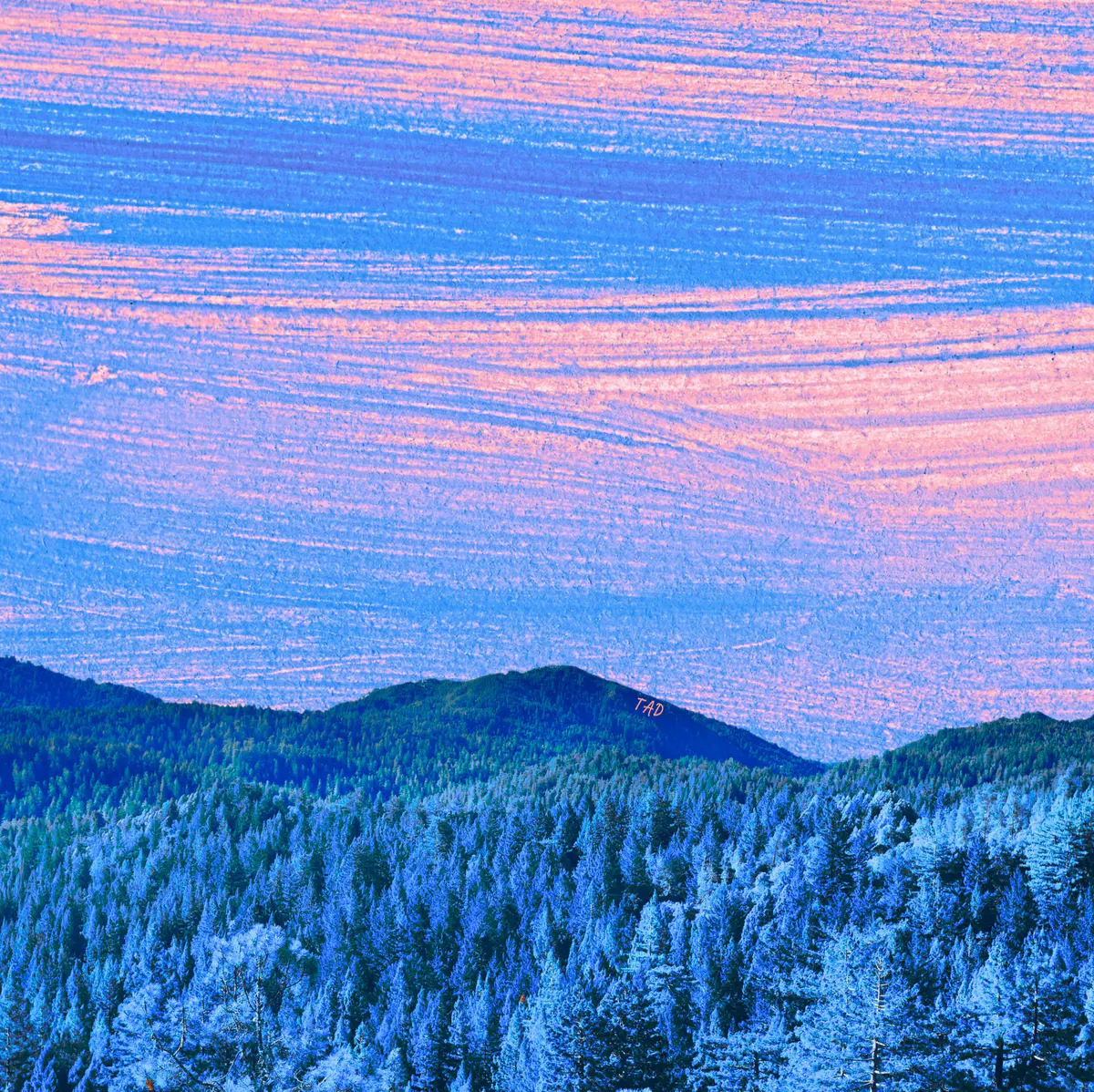 Forever Forest digital collage art 